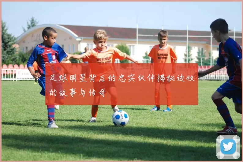 足球明星背后的忠实伙伴揭秘边牧的故事与传奇